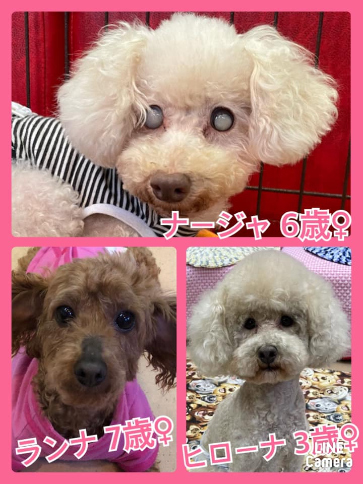 🐾今日の里親様募集中ワンコ🐶メンバーです🐾2021,4,27